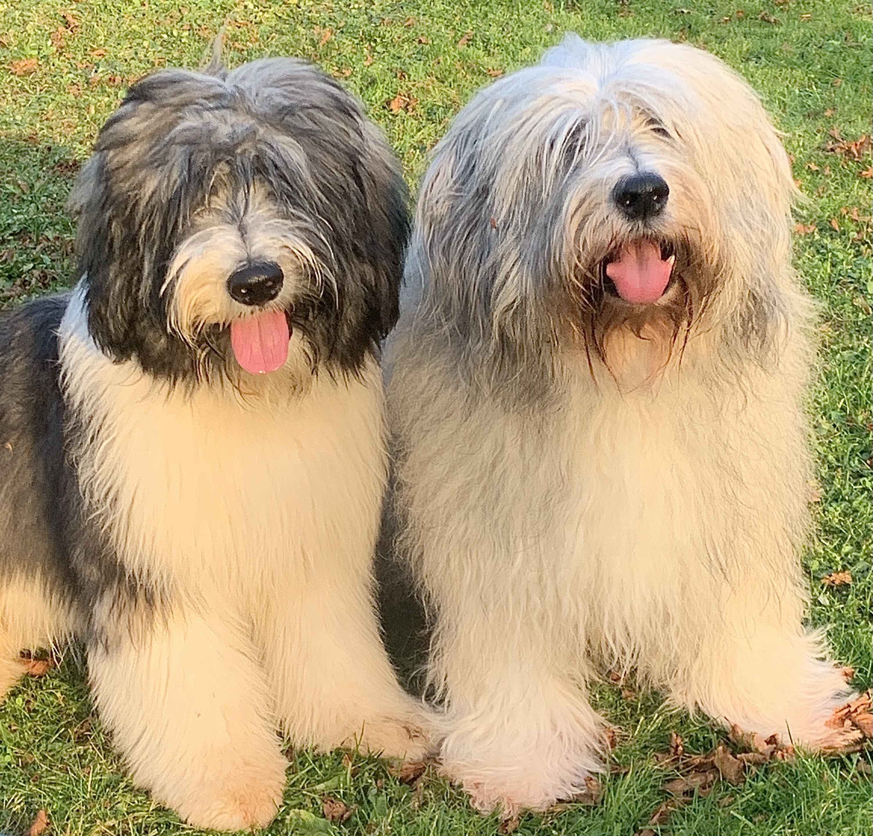 Victrix Dogs The explanation – Viktorsviews. The Next Chapter.